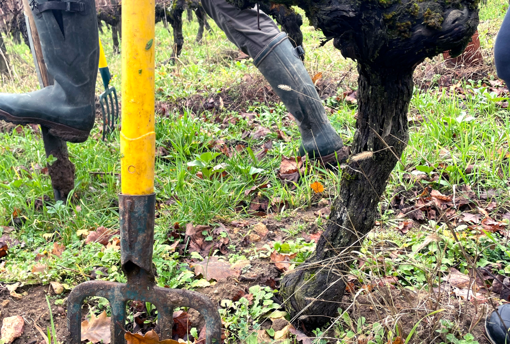 Décembre 2023 Vins du Val de Loire et agriculture de conservation pour les fêtes