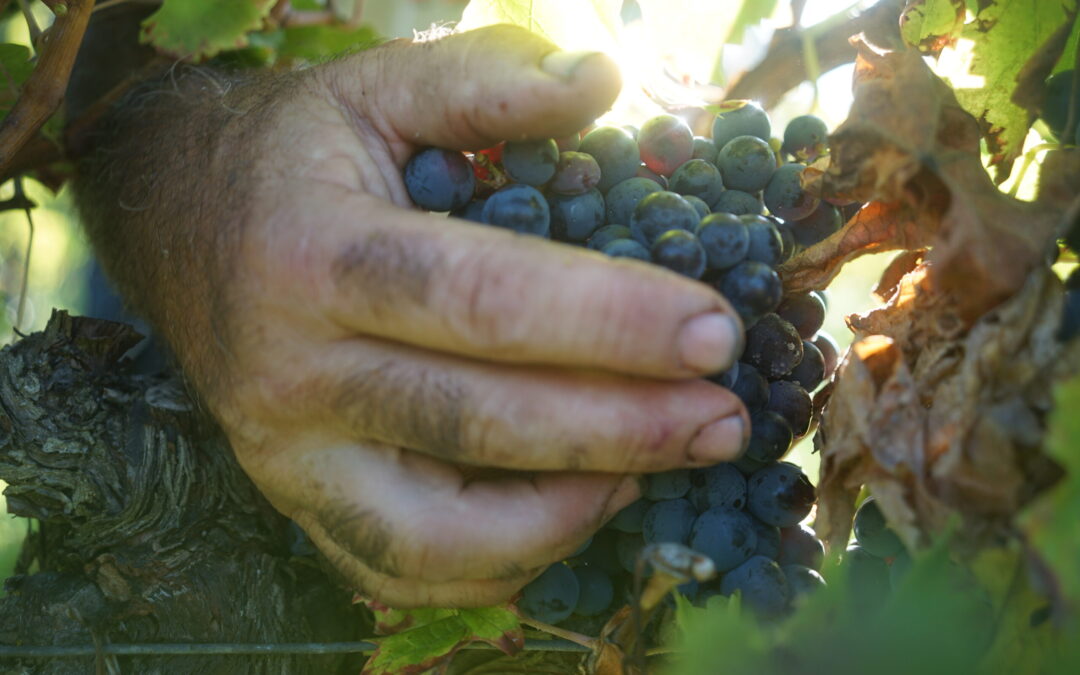 Octobre 2023 Vendanges, vins de Chinon et Touraine et événements culturels